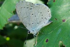 Petelia vexillaria - Faulbaumbläuling